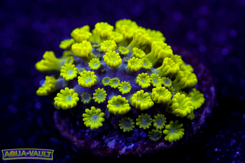 CV Grouch Micro Alveopora