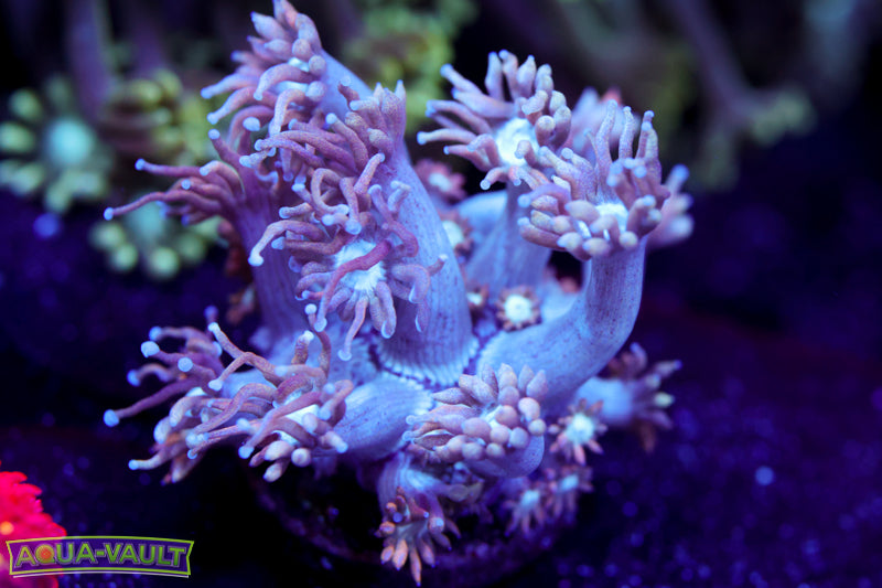 CV White Walker Goni