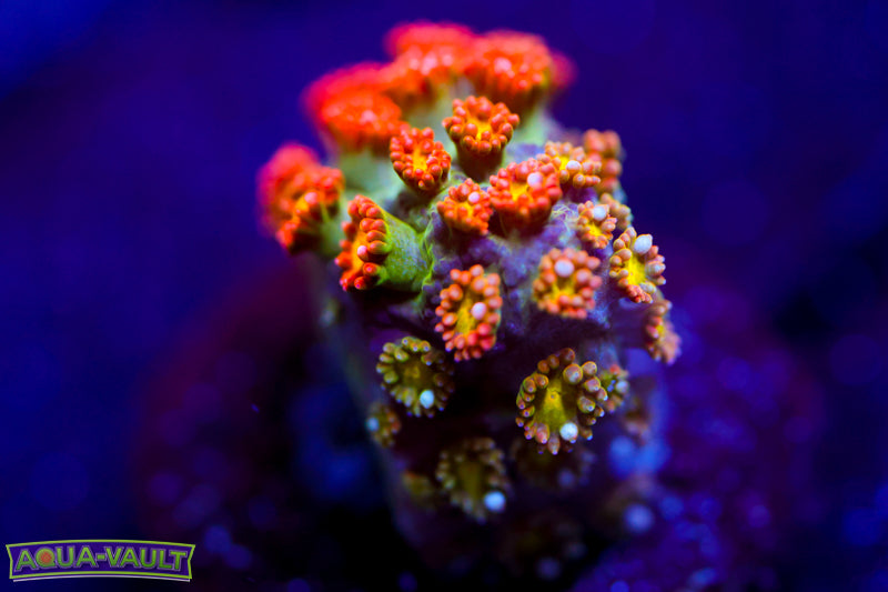 TCK Oddball Micro Goni 2