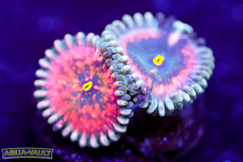 Hawaiian PE Zoa