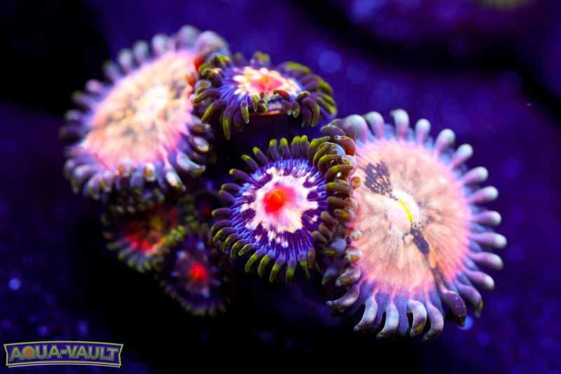 Cosmic Hawaiian PE W/Stargazers Zoa 1