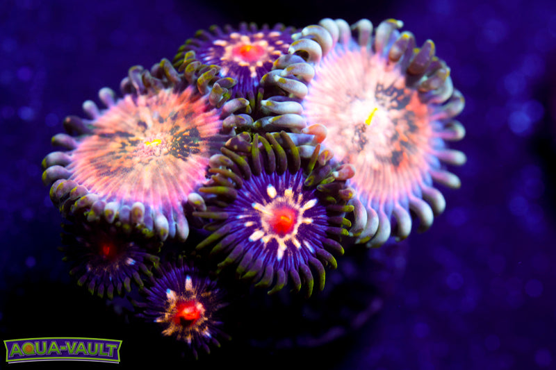 Cosmic Hawaiian PE W/Stargazers Zoa 2