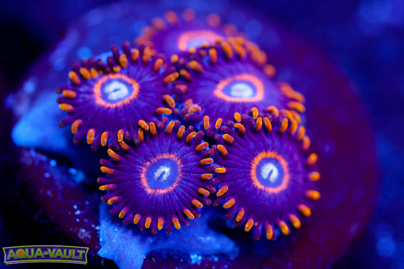 Blue Hornet Zoa 1