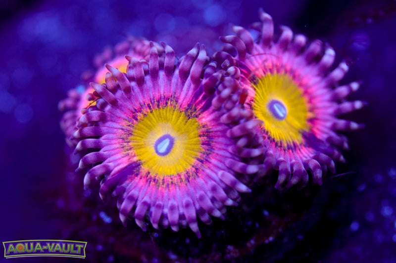 Pink Hippo Zoa