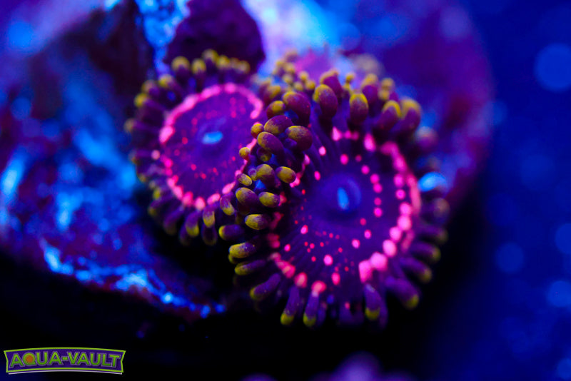 WWC Taser Zoa