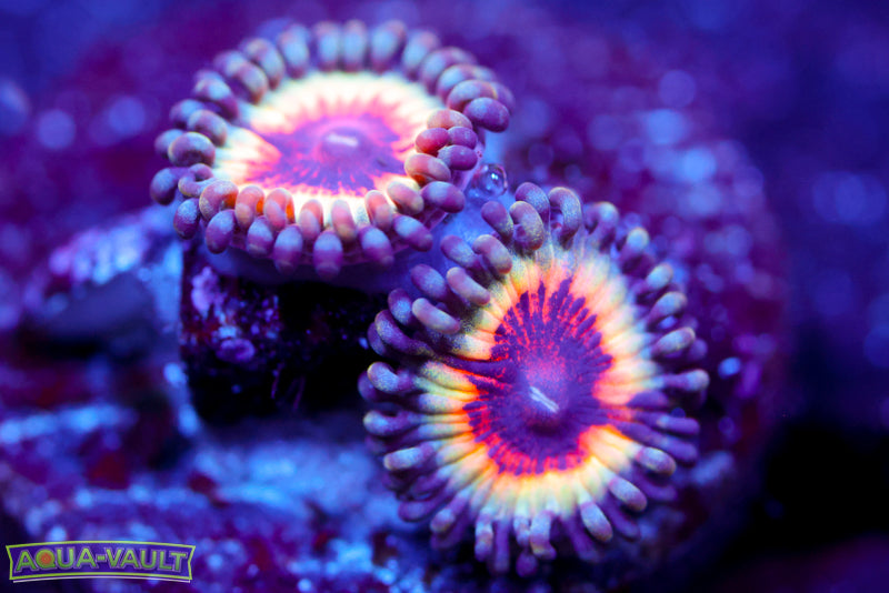 Solar Flare Zoa