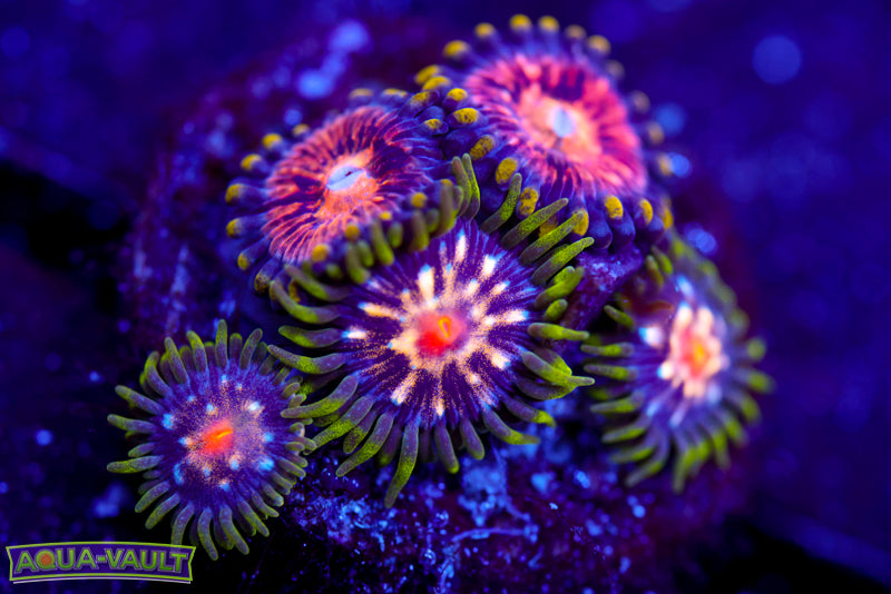 JF Stargazer + Nirvana Zoas