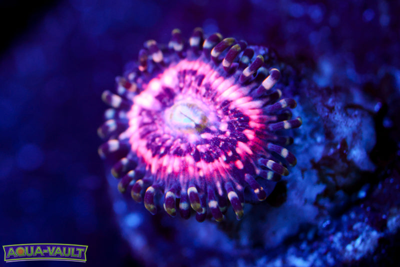 Pink Constellation Zoa