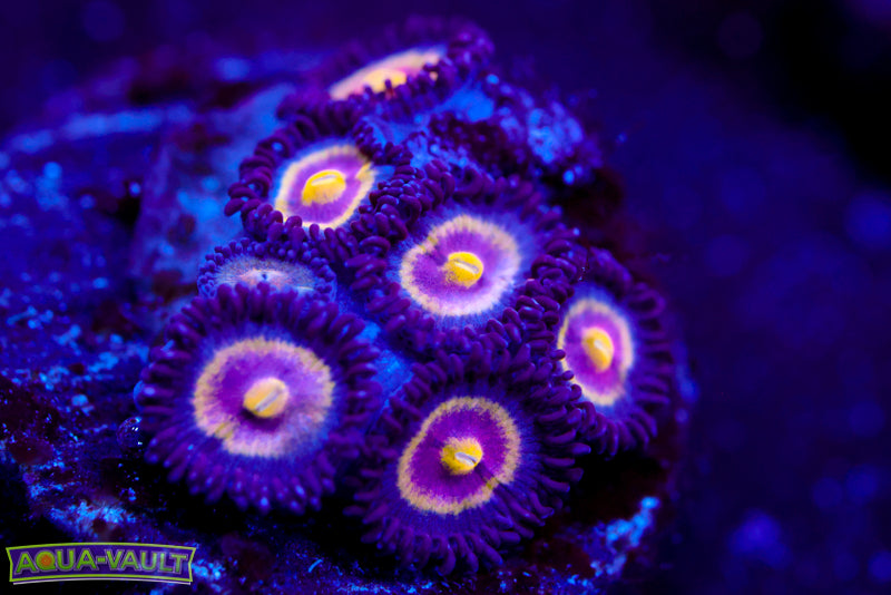 UC Shapeshifter Zoa $$$