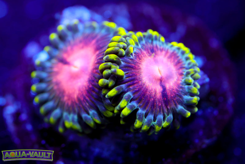 Sneaky Pink Zoa