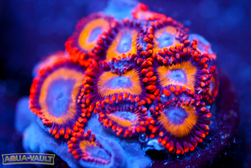 Yellow Brick Road Zoa