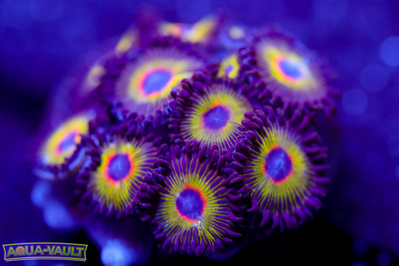 Bob Marley Zoa
