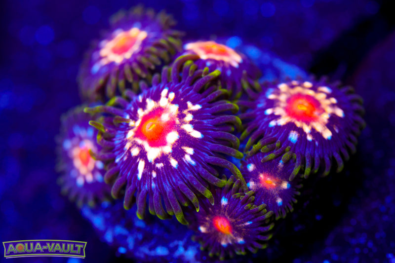 JF Stargazer Zoa