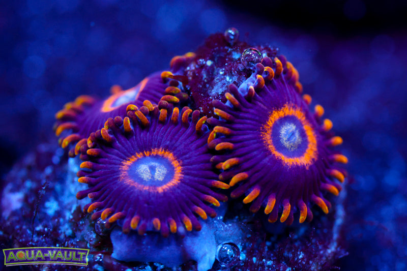 Blue Hornet Zoa 2