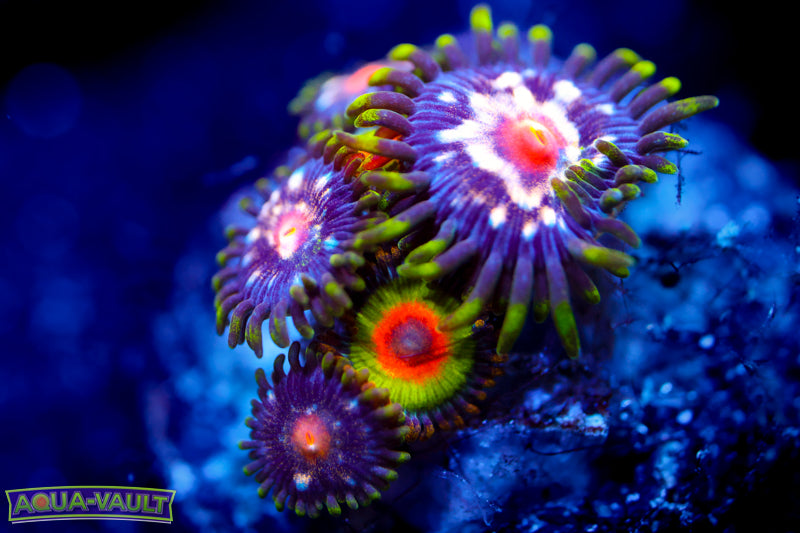 JF Stargazer + Rainbow Rasta Zoa
