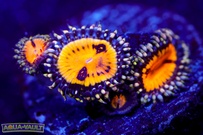 WWC Butt Muncher Zoa