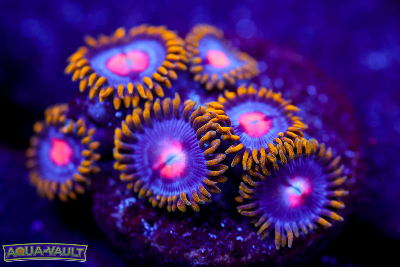 CV Blowpop Zoa