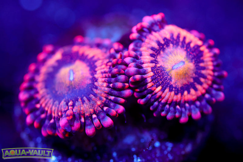 JF Crybaby Zoa