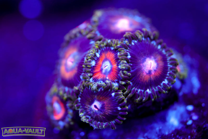 Ultra Nipple Zoa
