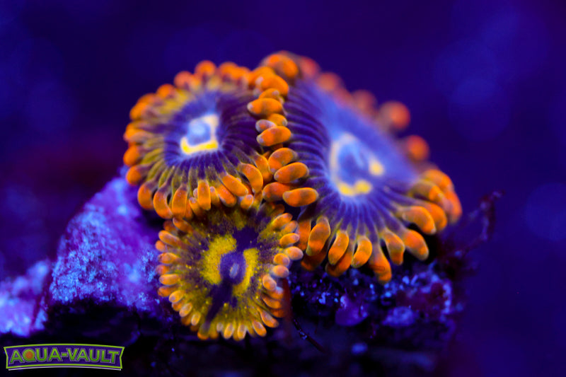 Rainbow Yoda Zoa