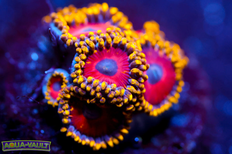 Eagle Eyes Zoa