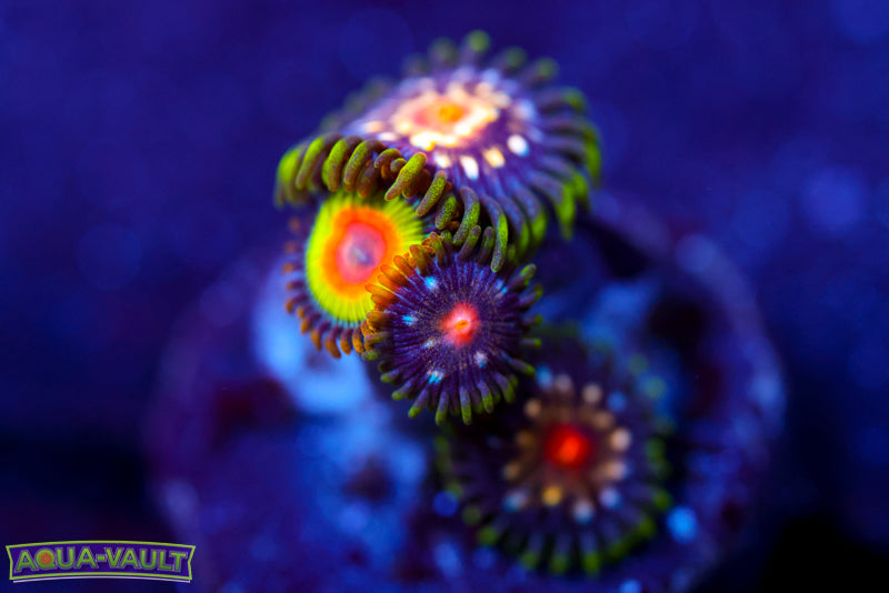 JF Stargazer + Rainbow Rasta Zoa