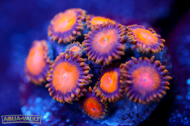 Sunflower Zoa