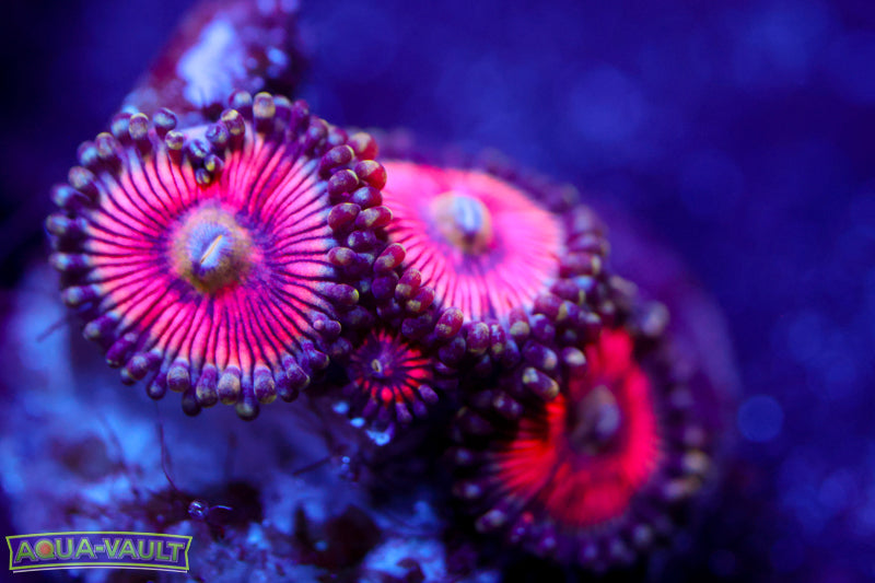 Paternity Test Zoa