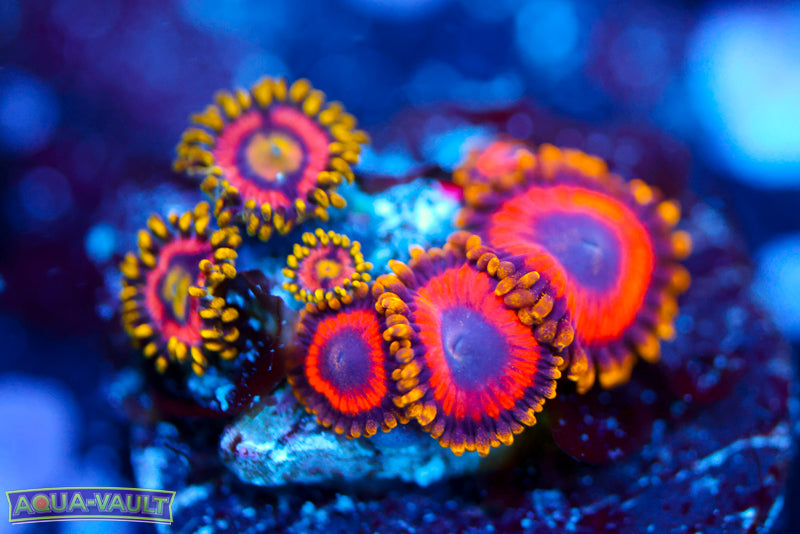 Fruit Loops Zoa