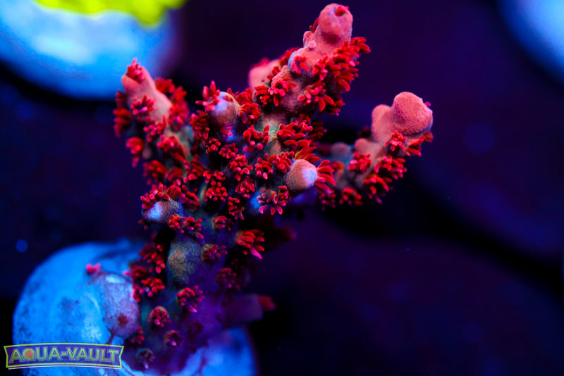 PC Superman Table Acro