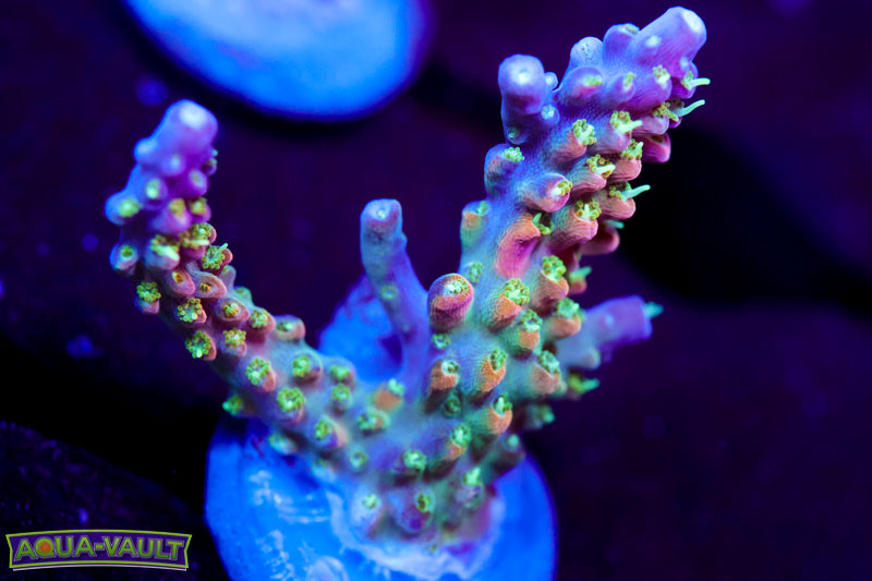 CV Pixie Stix Acro 1