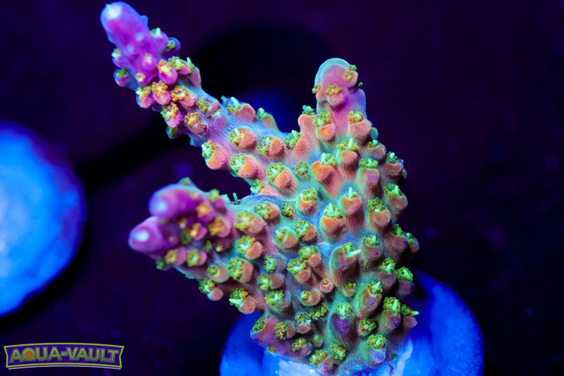 CV Pixie Stix Acro 2