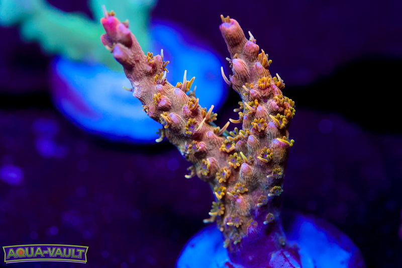 CC Voodoo Majick Acro 1