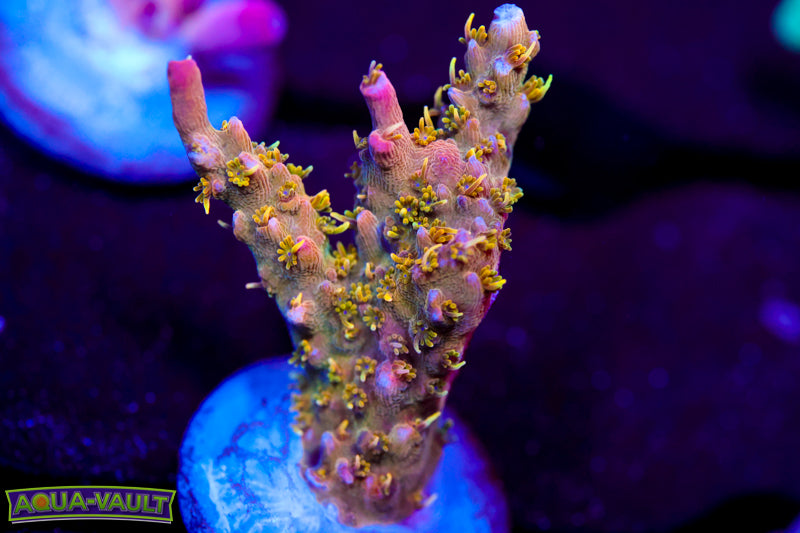 CC Voodoo Majick Acro 2