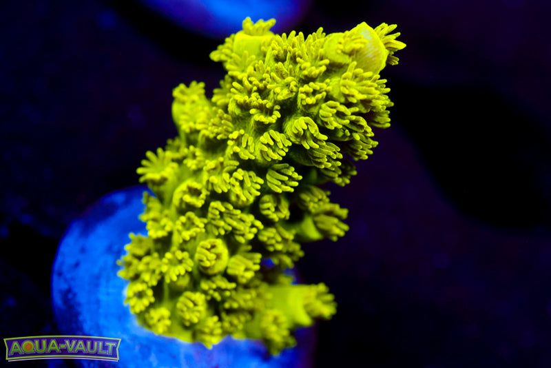 CV Green Lantern Acro