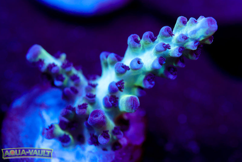 ORA Pearlberry Acro 1