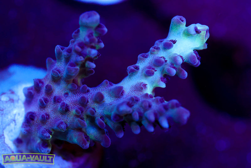 ORA Pearlberry Acro 2