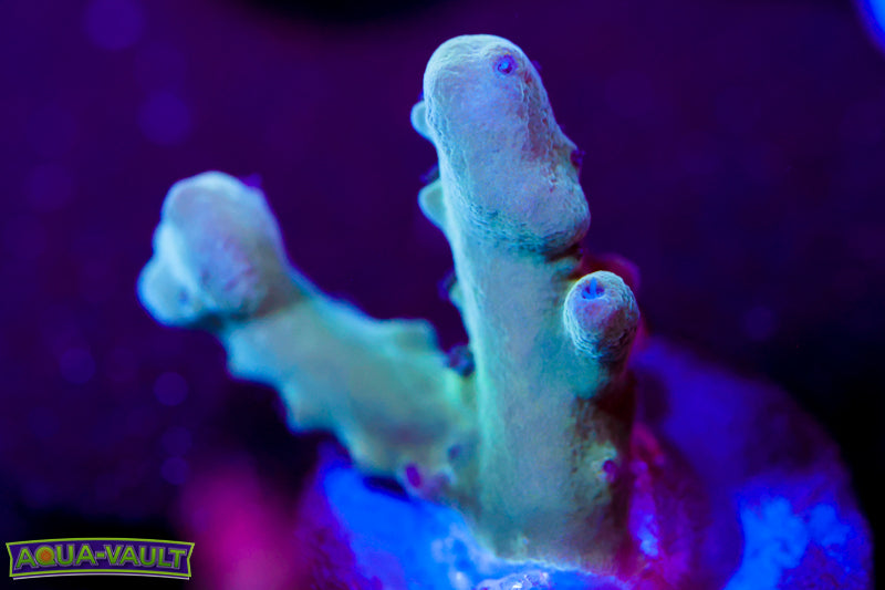Raising Reef Blue Thunder Acro
