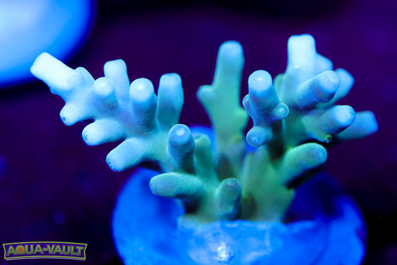 Teal Smooth Skin Acropora Turaki