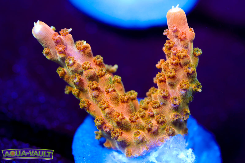 TGC Orange Creamcicle Acro