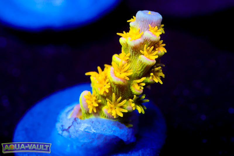 Big R Walt Disney Acro