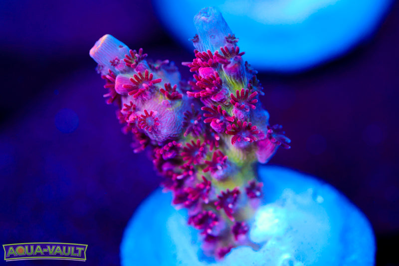 WWC Heartbreaker Acro