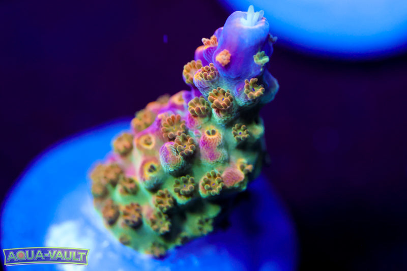 BC Bubblebath Unicorn Acro