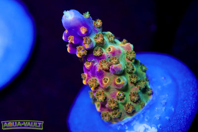 BC Bubblebath Unicorn Acro