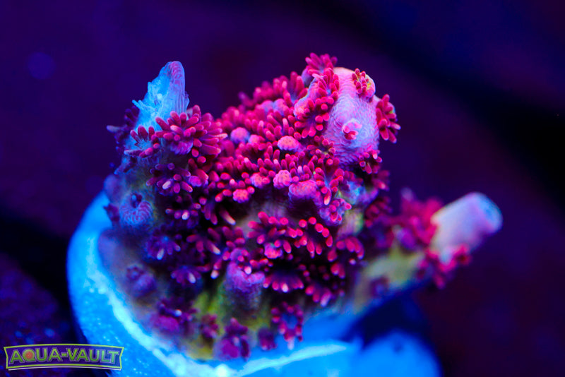 TSA Princess Peach Acro