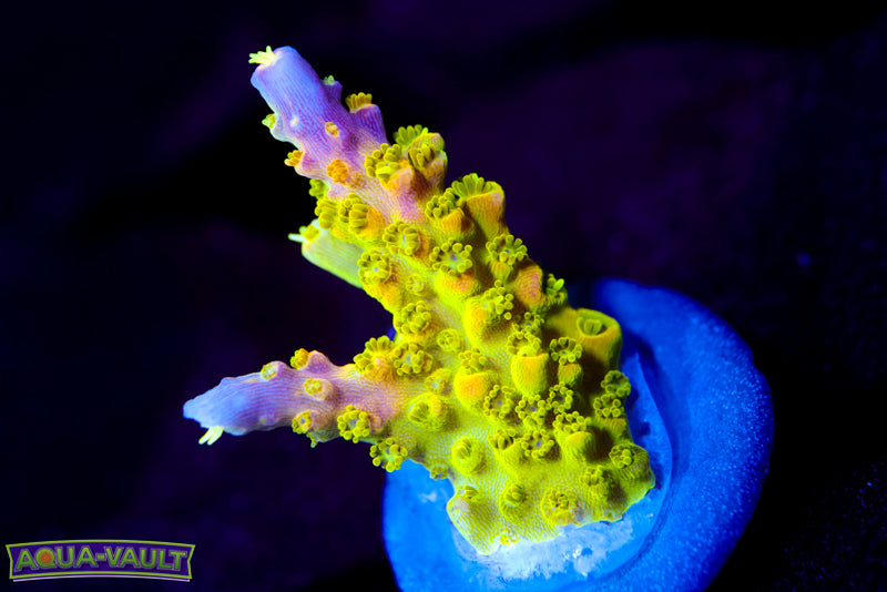 RR Rainbow Loom Acro 1