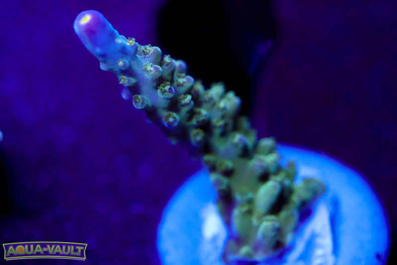 Tricolor Valida Acro