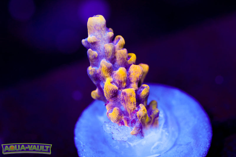 RMF Tigers Blood Acro