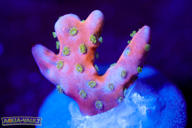 Tropicana Anacropora