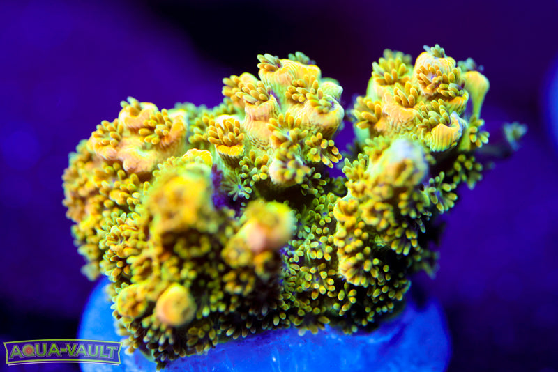 TSA Bill Murray Acro